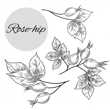 Online coloring book: Rosehip fruit coloring book